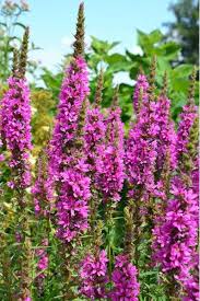 Image result for Blutweiderich