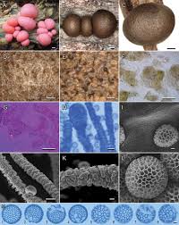 Attēlu rezultāti vaicājumam “Lycogala sp.”