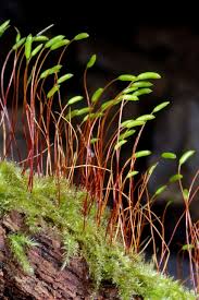 Attēlu rezultāti vaicājumam “Herzogiella seligeri sporophyte”