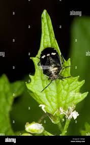 Attēlu rezultāti vaicājumam “Eurydema dominulus imago”