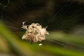 Attēlu rezultāti vaicājumam “Diderma cinereum macro”