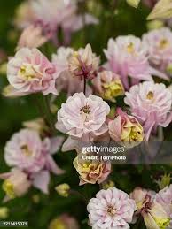 Attēlu rezultāti vaicājumam “Aquilegia vulgaris bud”