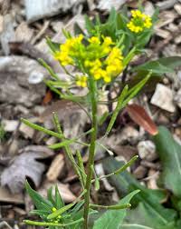 Attēlu rezultāti vaicājumam “Erysimum cheiranthoides leaf”
