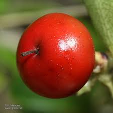 Attēlu rezultāti vaicājumam “Arctostaphylos uva-ursi fruit”