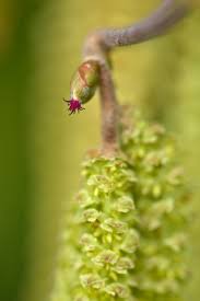 Attēlu rezultāti vaicājumam “Corylus avellana bud”