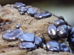 Attēlu rezultāti vaicājumam “Dianema depressum spores”