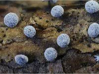 Attēlu rezultāti vaicājumam “Didymium clavus”