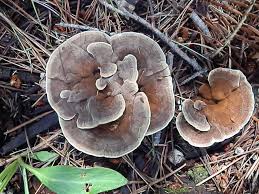 Attēlu rezultāti vaicājumam “Onnia tomentosa”