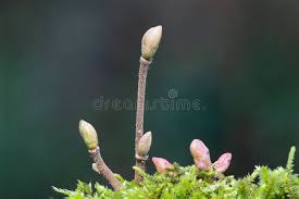 Attēlu rezultāti vaicājumam “Corylus avellana bud”
