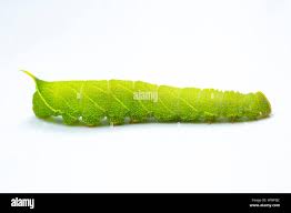 Attēlu rezultāti vaicājumam “Laothoe populi larva”