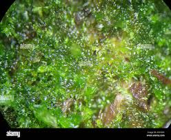 Attēlu rezultāti vaicājumam “Jamesoniella autumnalis”