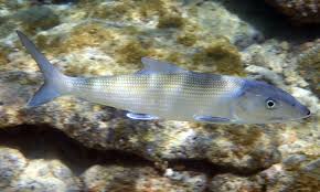 Image result for Albula vulpes