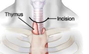 Image result for Thymus