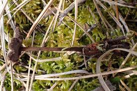 Attēlu rezultāti vaicājumam “Physarum auriscalpium spores”