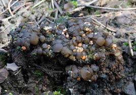 Attēlu rezultāti vaicājumam “Ascobolus furfuraceus”