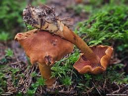 Attēlu rezultāti vaicājumam “Ophiotheca sp.”