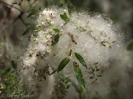 Attēlu rezultāti vaicājumam “Salix x doniana flower”