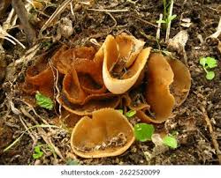 Attēlu rezultāti vaicājumam “Discina perlata”