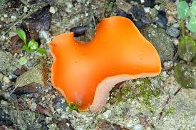 Attēlu rezultāti vaicājumam “Aleuria aurantia”