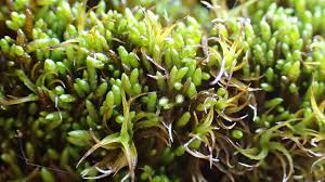 Attēlu rezultāti vaicājumam “Myurella julacea”