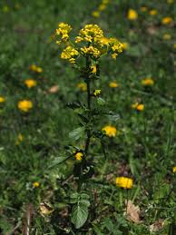 Attēlu rezultāti vaicājumam “Barbarea vulgaris subsp. arcuata flower”