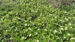 Attēlu rezultāti vaicājumam “Fragaria viridis leaf”