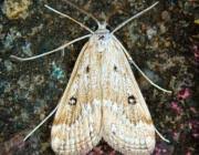 Attēlu rezultāti vaicājumam “Parapoynx stratiotata male”