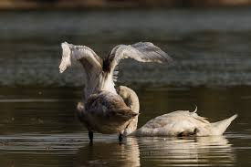 Attēlu rezultāti vaicājumam “Cygnus olor juvenile”