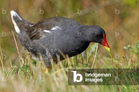 Image result for Gallinula chloropus