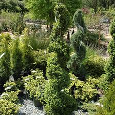 Attēlu rezultāti vaicājumam “Buxus sempervirens”