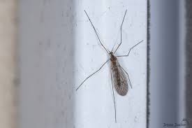 Attēlu rezultāti vaicājumam “Trichocera”