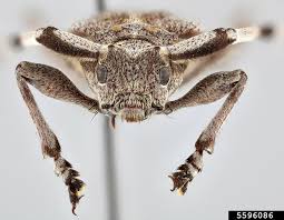 Attēlu rezultāti vaicājumam “Acanthocinus aedilis”