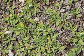 Attēlu rezultāti vaicājumam “Pilosella officinarum leaf”