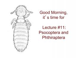 Attēlu rezultāti vaicājumam “Phthiraptera”