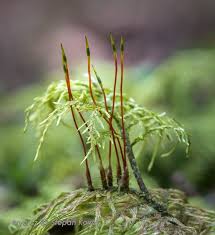 Attēlu rezultāti vaicājumam “Homomallium incurvatum sporophyte”