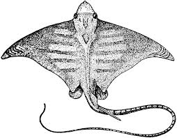 Image result for Myliobatis aquila