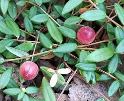 Attēlu rezultāti vaicājumam “Oxycoccus microcarpus leaf”