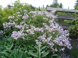 Image result for Geranium `Summer Skies`