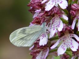 Attēlu rezultāti vaicājumam “Leptidea sinapis underside”