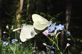 Attēlu rezultāti vaicājumam “Leptidea sinapis underside”