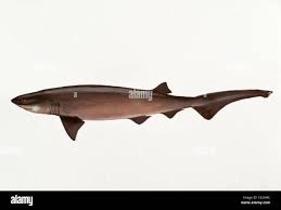 Image result for Hexanchus griseus