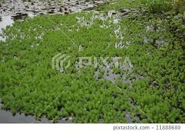 「粉綠狐尾藻」的圖片搜尋結果