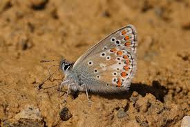 Attēlu rezultāti vaicājumam “Aricia artaxerxes”