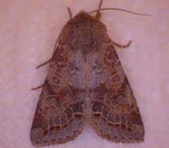 Attēlu rezultāti vaicājumam “Orthosia sp. larva”