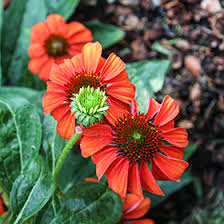 Attēlu rezultāti vaicājumam “Echinacea purpurea flower”