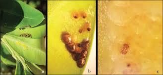 Attēlu rezultāti vaicājumam “Trichoptera egg mass”