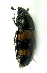 Attēlu rezultāti vaicājumam “Glischrochilus grandis”