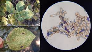 Attēlu rezultāti vaicājumam “Tranzschelia pruni-spinosae”