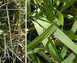 Attēlu rezultāti vaicājumam “Digitaria ischaemum leaf”