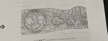 Attēlu rezultāti vaicājumam “Zea mays leaf”